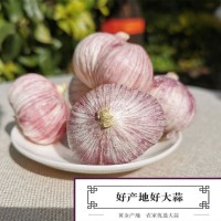 干貨大蒜頭云南紫皮獨三瓣蒜新蒜紫皮蒜農(nóng)家干蒜頭紅皮三丫蒜批發(fā)